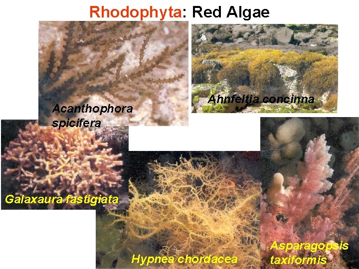 Rhodophyta: Red Algae Acanthophora spicifera Ahnfeltia concinna Galaxaura fastigiata Hypnea chordacea Asparagopsis taxiformis 