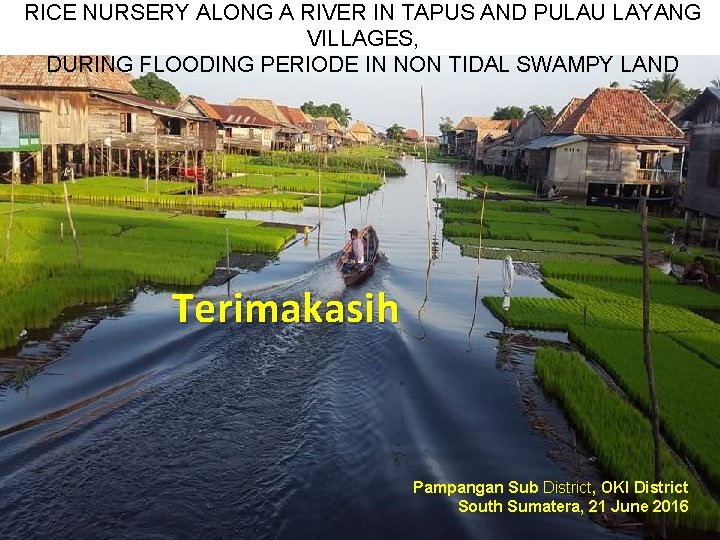 RICE NURSERY ALONG A RIVER IN TAPUS AND PULAU LAYANG VILLAGES, DURING FLOODING PERIODE