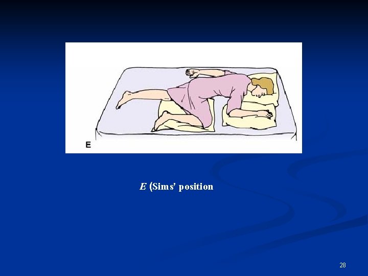 E (Sims' position 28 