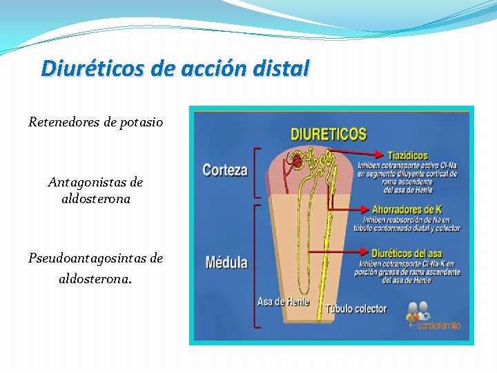 Diuréticos de acción distal Retenedores de potasio Antagonistas de aldosterona Pseudoantagosintas de aldosterona. 