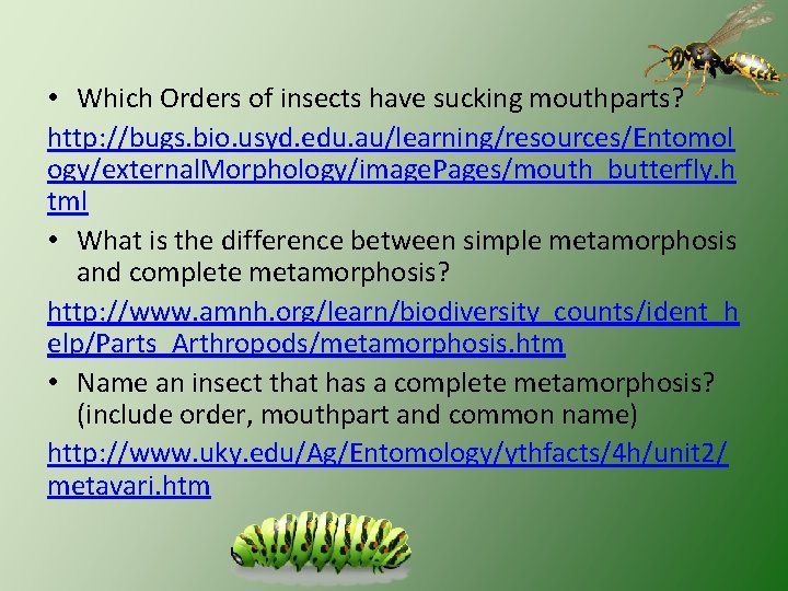 • Which Orders of insects have sucking mouthparts? http: //bugs. bio. usyd. edu.