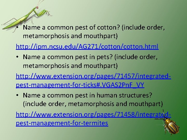  • Name a common pest of cotton? (include order, metamorphosis and mouthpart) http: