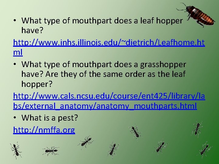  • What type of mouthpart does a leaf hopper have? http: //www. inhs.