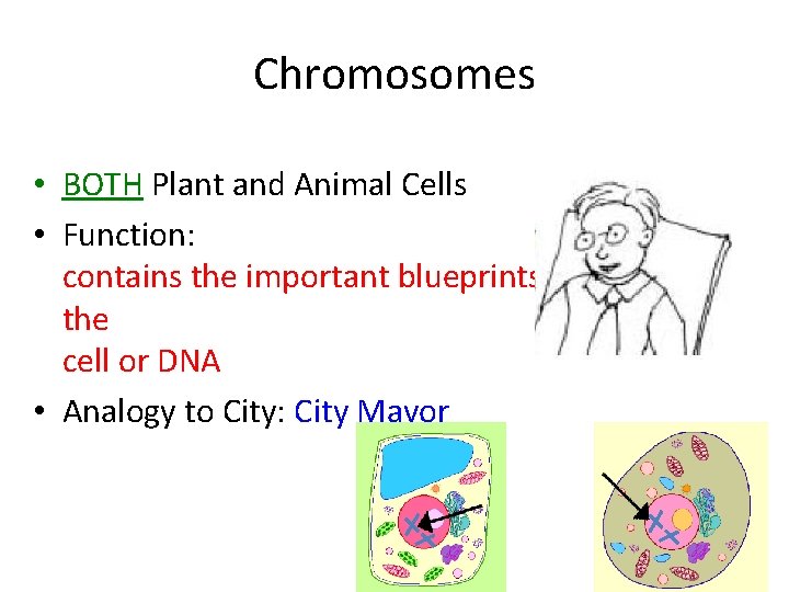Chromosomes • BOTH Plant and Animal Cells • Function: contains the important blueprints of Chromosomes • BOTH Plant and Animal Cells • Function: contains the important blueprints of