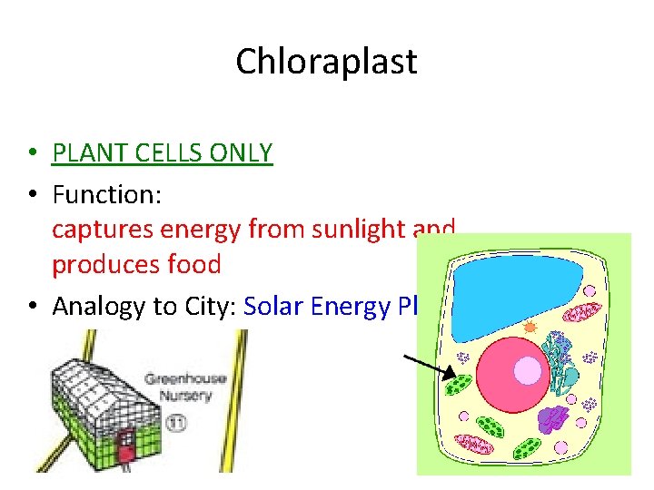Chloraplast • PLANT CELLS ONLY • Function: captures energy from sunlight and produces food Chloraplast • PLANT CELLS ONLY • Function: captures energy from sunlight and produces food