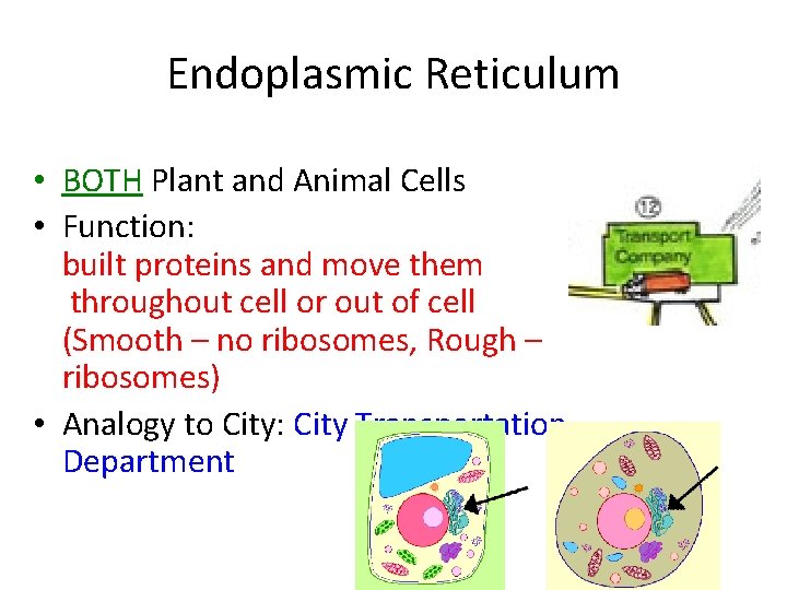 Endoplasmic Reticulum • BOTH Plant and Animal Cells • Function: built proteins and move Endoplasmic Reticulum • BOTH Plant and Animal Cells • Function: built proteins and move