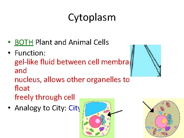 Cytoplasm • BOTH Plant and Animal Cells • Function: gel-like fluid between cell membrane Cytoplasm • BOTH Plant and Animal Cells • Function: gel-like fluid between cell membrane