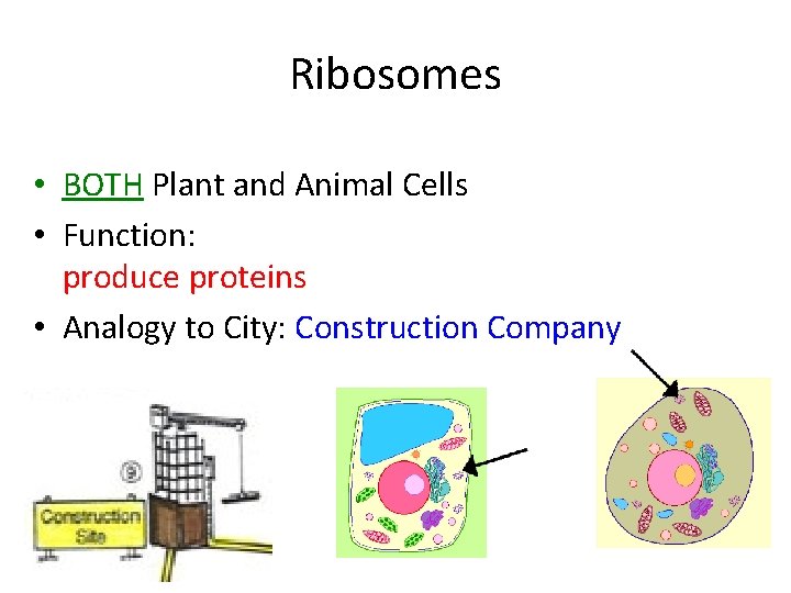 Ribosomes • BOTH Plant and Animal Cells • Function: produce proteins • Analogy to Ribosomes • BOTH Plant and Animal Cells • Function: produce proteins • Analogy to