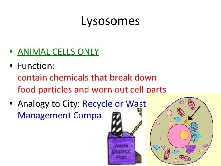 Lysosomes • ANIMAL CELLS ONLY • Function: contain chemicals that break down food particles Lysosomes • ANIMAL CELLS ONLY • Function: contain chemicals that break down food particles