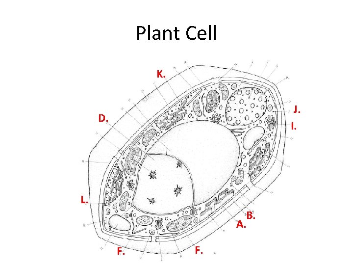Plant Cell K. J. I. D. L. B. A. F. Plant Cell K. J. I. D. L. B. A. F.