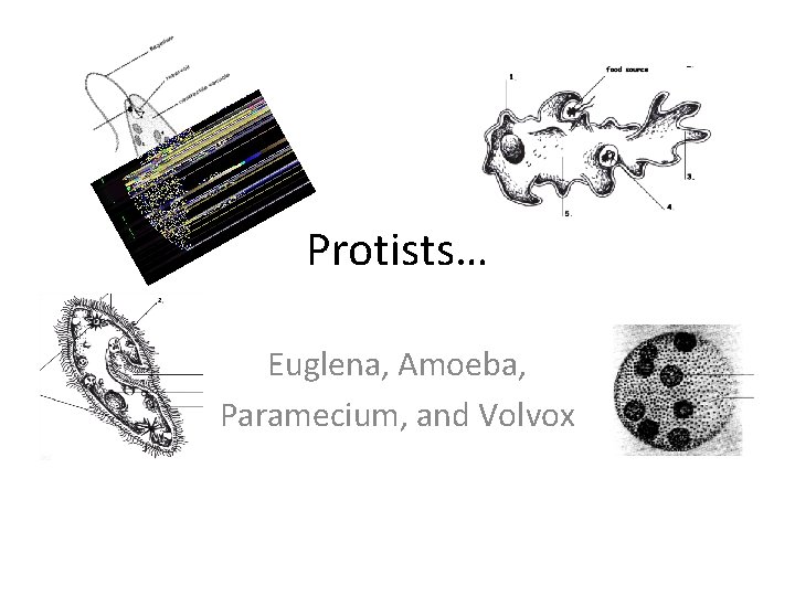 Protists… Euglena, Amoeba, Paramecium, and Volvox Protists… Euglena, Amoeba, Paramecium, and Volvox
