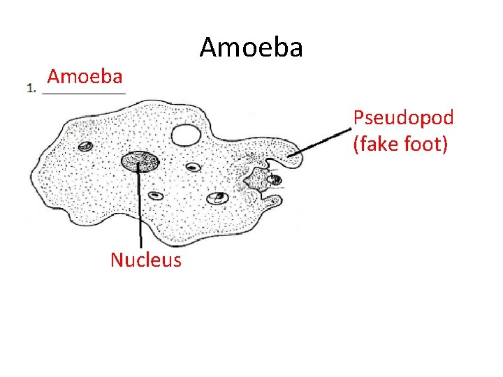 Amoeba Pseudopod (fake foot) Nucleus Amoeba Pseudopod (fake foot) Nucleus
