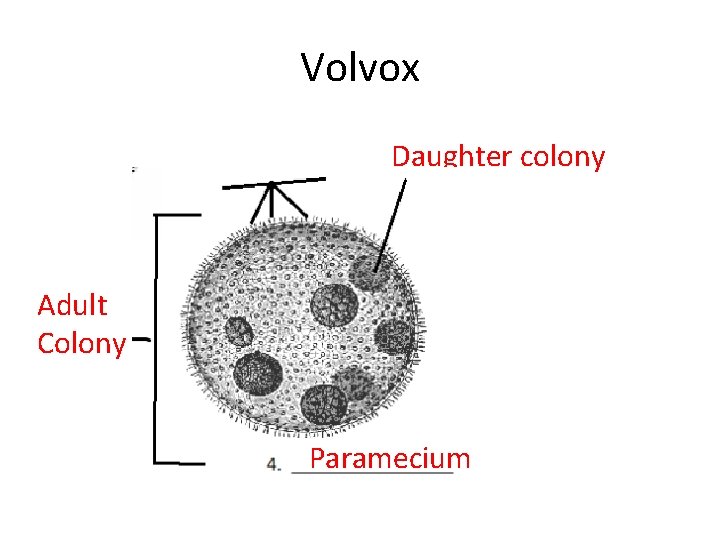 Volvox Daughter colony Adult Colony Paramecium Volvox Daughter colony Adult Colony Paramecium