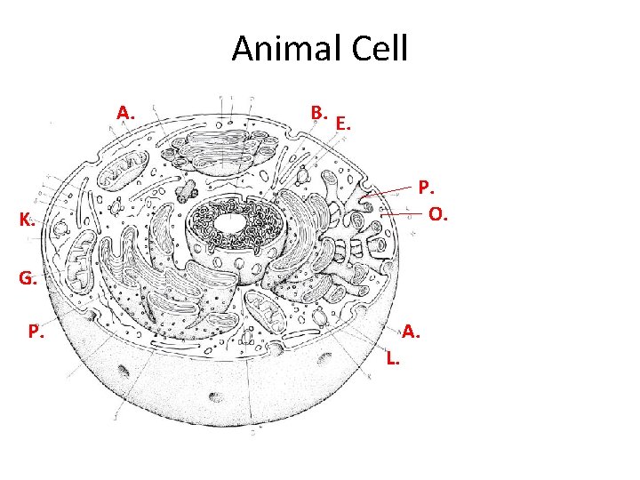 Animal Cell A. B. E. P. O. K. G. P. A. L. Animal Cell A. B. E. P. O. K. G. P. A. L.