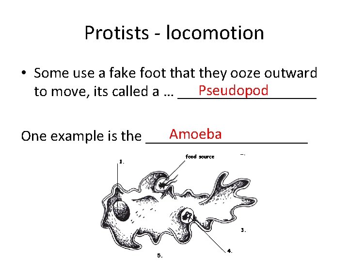 Protists - locomotion • Some use a fake foot that they ooze outward Pseudopod Protists - locomotion • Some use a fake foot that they ooze outward Pseudopod
