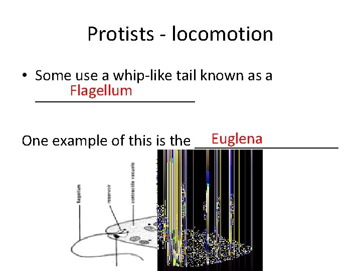 Protists - locomotion • Some use a whip-like tail known as a Flagellum __________ Protists - locomotion • Some use a whip-like tail known as a Flagellum __________