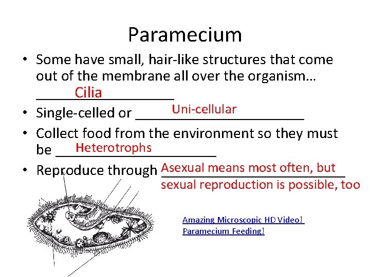 Paramecium • Some have small, hair-like structures that come out of the membrane all Paramecium • Some have small, hair-like structures that come out of the membrane all