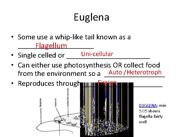 Euglena • Some use a whip-like tail known as a __________ Flagellum Uni-cellular • Euglena • Some use a whip-like tail known as a __________ Flagellum Uni-cellular •