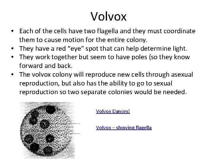 Volvox • Each of the cells have two flagella and they must coordinate them Volvox • Each of the cells have two flagella and they must coordinate them