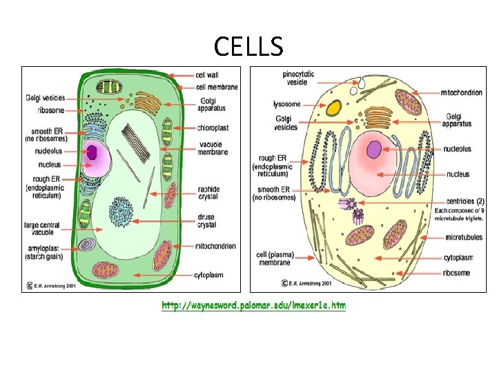 CELLS CELLS