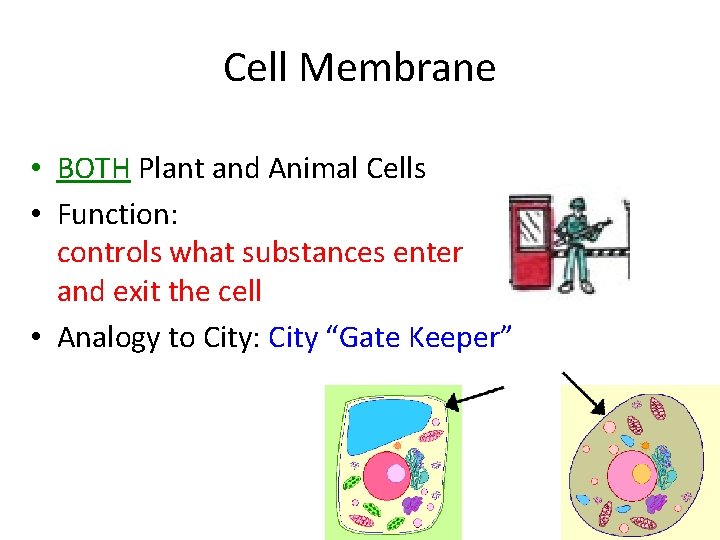 Cell Membrane • BOTH Plant and Animal Cells • Function: controls what substances enter Cell Membrane • BOTH Plant and Animal Cells • Function: controls what substances enter