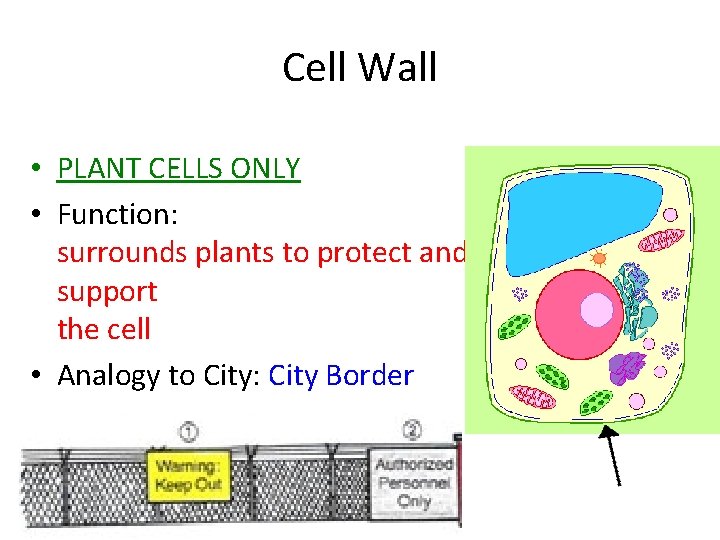 Cell Wall • PLANT CELLS ONLY • Function: surrounds plants to protect and support Cell Wall • PLANT CELLS ONLY • Function: surrounds plants to protect and support