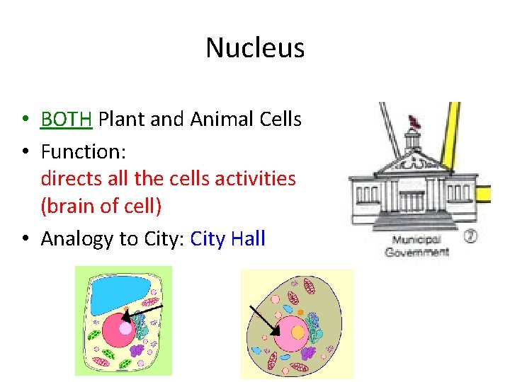 Nucleus • BOTH Plant and Animal Cells • Function: directs all the cells activities Nucleus • BOTH Plant and Animal Cells • Function: directs all the cells activities