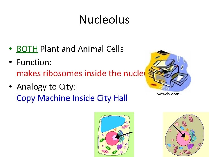 Nucleolus • BOTH Plant and Animal Cells • Function: makes ribosomes inside the nucleus Nucleolus • BOTH Plant and Animal Cells • Function: makes ribosomes inside the nucleus