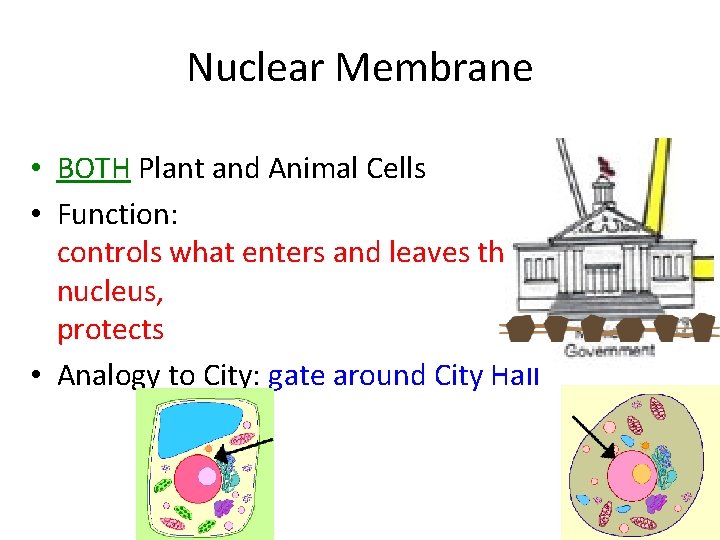 Nuclear Membrane • BOTH Plant and Animal Cells • Function: controls what enters and Nuclear Membrane • BOTH Plant and Animal Cells • Function: controls what enters and