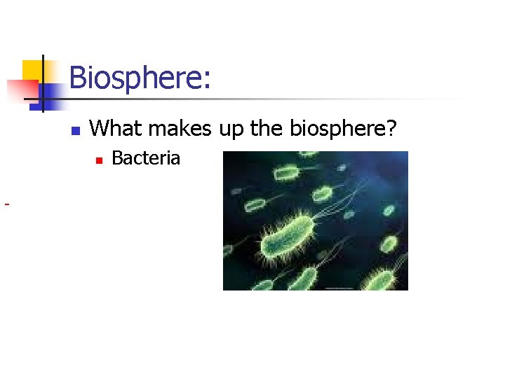 Biosphere: n What makes up the biosphere? n Bacteria 