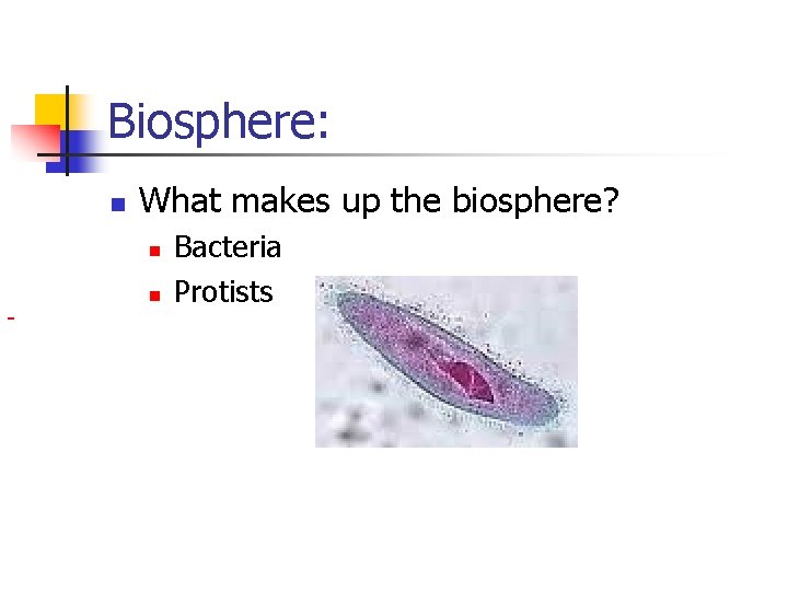 Biosphere: n What makes up the biosphere? n n Bacteria Protists 