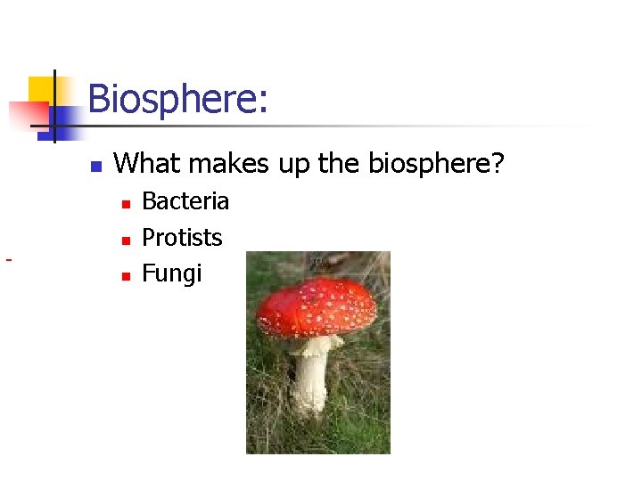 Biosphere: n What makes up the biosphere? n n n Bacteria Protists Fungi 