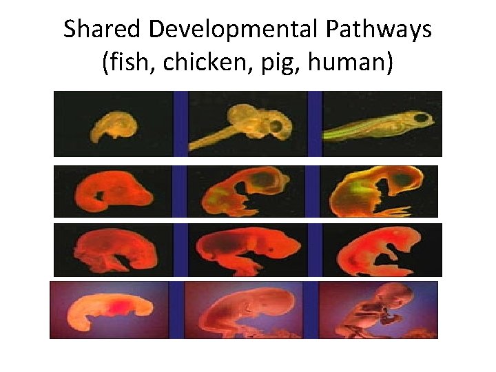 Shared Developmental Pathways (fish, chicken, pig, human) 