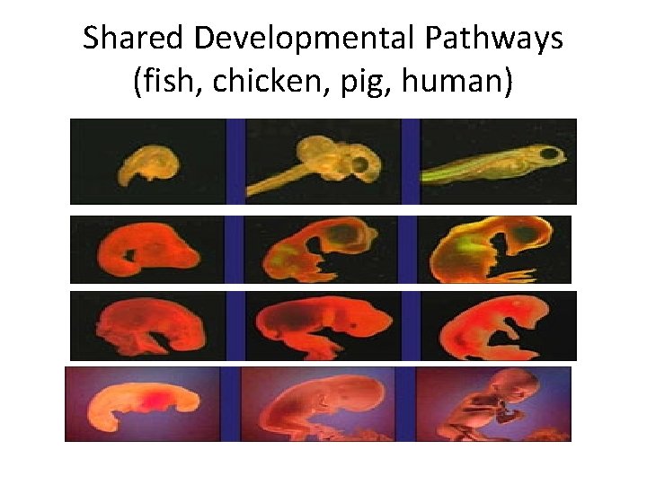 Shared Developmental Pathways (fish, chicken, pig, human) Shared Developmental Pathways (fish, chicken, pig, human)