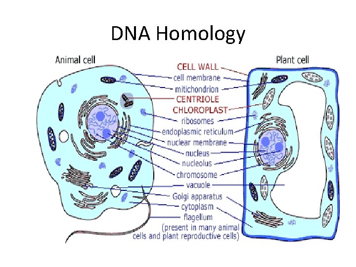 DNA Homology 