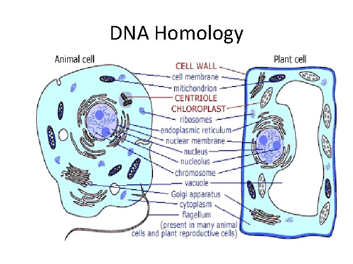 DNA Homology DNA Homology