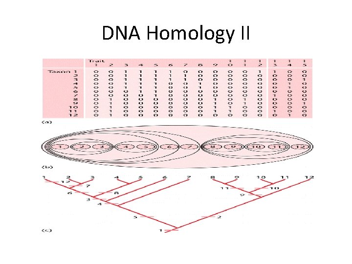 DNA Homology II 