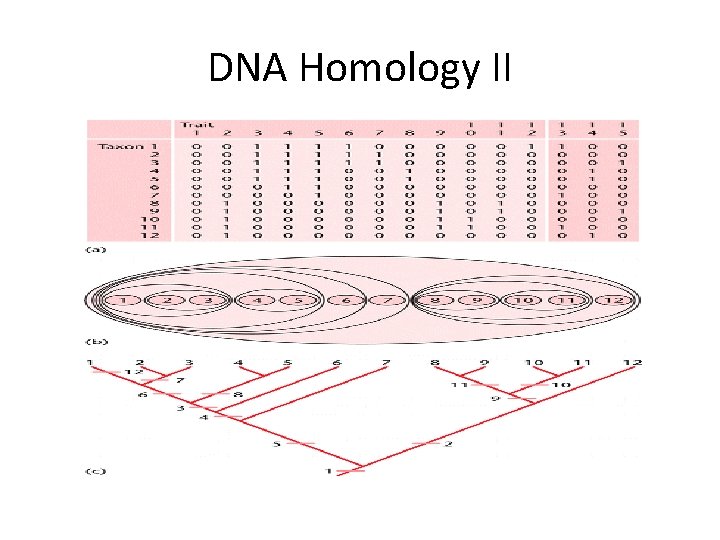 DNA Homology II DNA Homology II