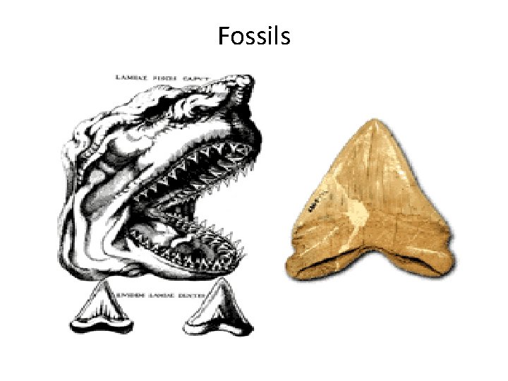Fossils Fossils