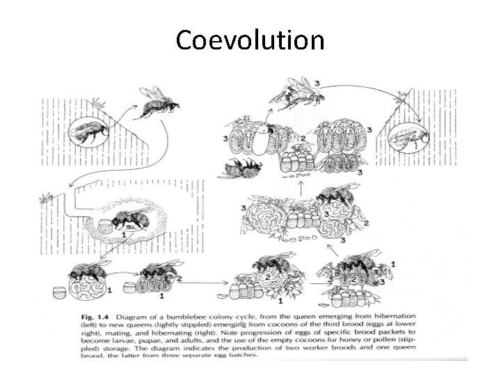 Coevolution 