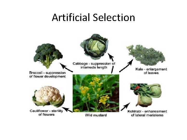 Artificial Selection Artificial Selection
