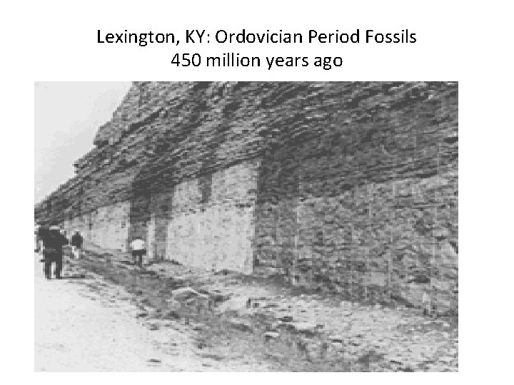 Lexington, KY: Ordovician Period Fossils 450 million years ago Lexington, KY: Ordovician Period Fossils 450 million years ago