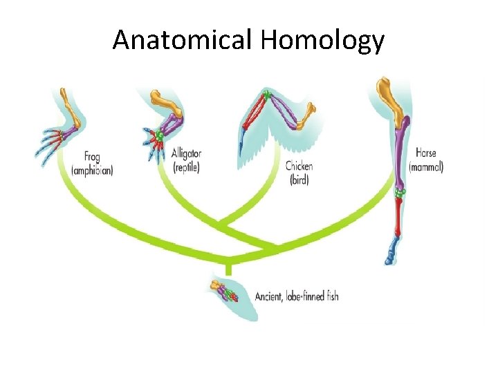 Anatomical Homology 