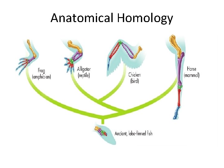 Anatomical Homology Anatomical Homology