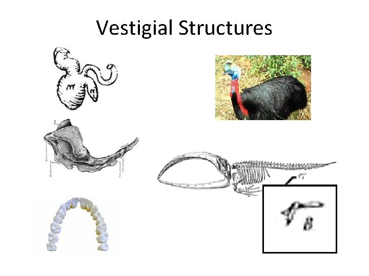 Vestigial Structures Vestigial Structures
