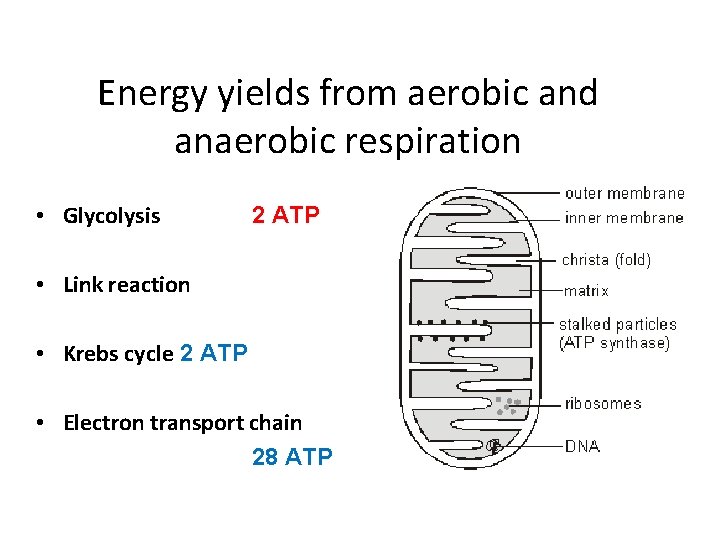 Energy yields from aerobic and anaerobic respiration • Glycolysis 2 ATP • Link reaction