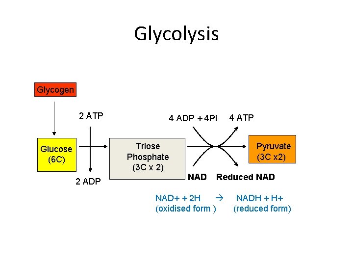 Glycolysis Glycogen 2 ATP 4 ADP + 4 Pi Triose Phosphate (3 C x