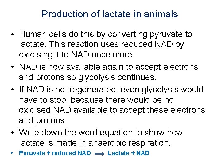 Production of lactate in animals • Human cells do this by converting pyruvate to