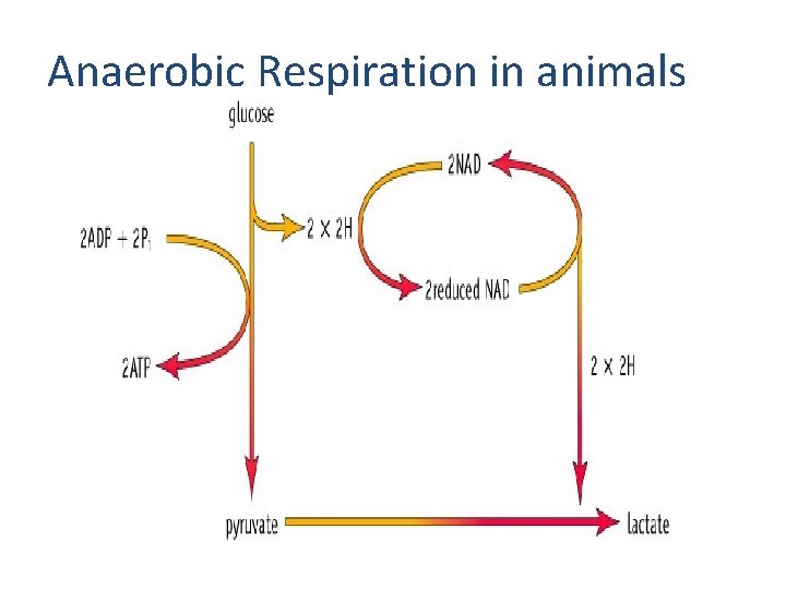 Anaerobic Respiration in animals 