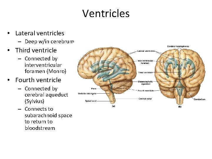 Ventricles • Lateral ventricles – Deep w/in cerebrum • Third ventricle – Connected by